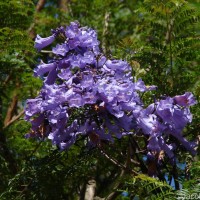 Jacaranda mimosifolia D.Don